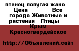 птенец попугая жако  › Цена ­ 60 000 - Все города Животные и растения » Птицы   . Крым,Красногвардейское